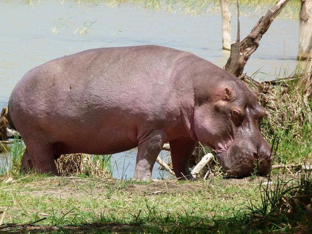 kenia-lake-baringo-nijlpaard