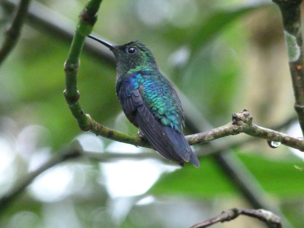 ecuador-mindo-tuin-kolibrie