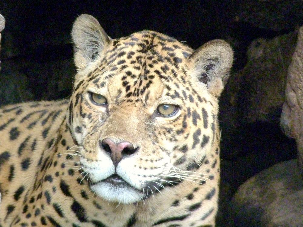 banos-tips-dierentuin-jaguar