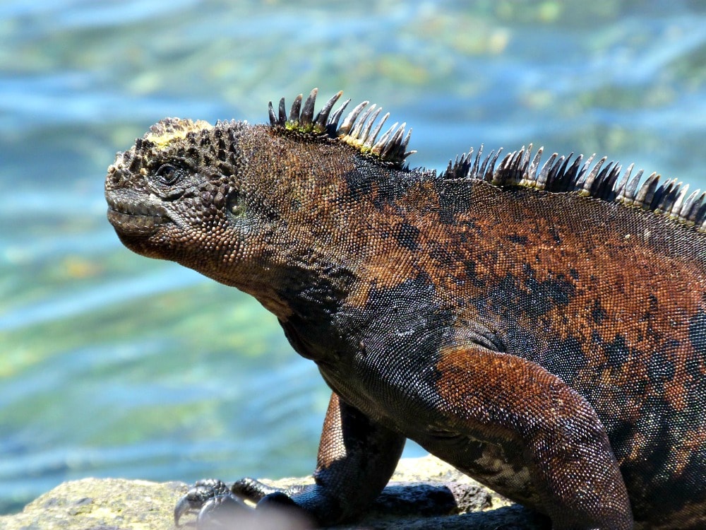 galapagos-san-cristobal-marine-iguana