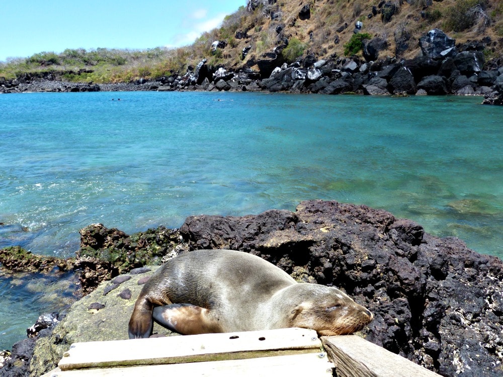 san-cristobal-galapagos-budget-zeeleeuw