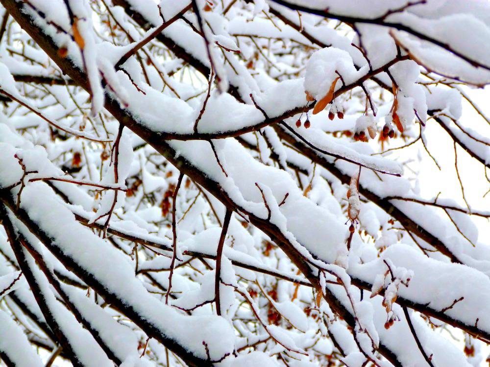 sneeuw-belgrado-boom-takken