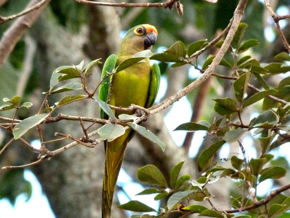 bonito-brazilie-papegaaien-spotten