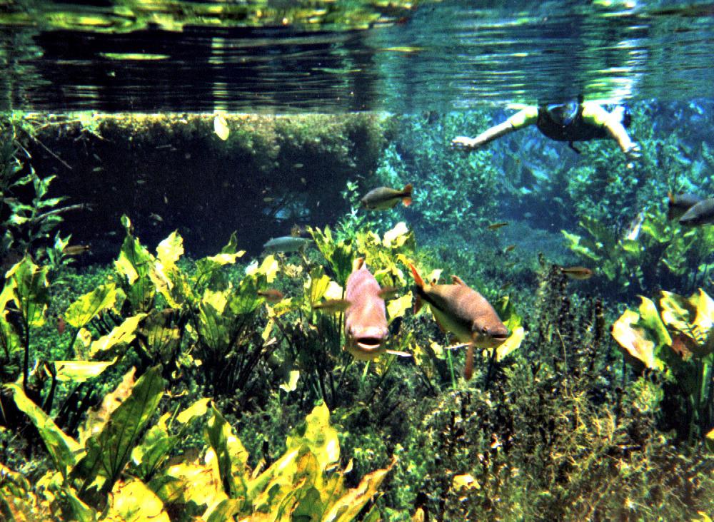 snorkelen-bonito-brazilie